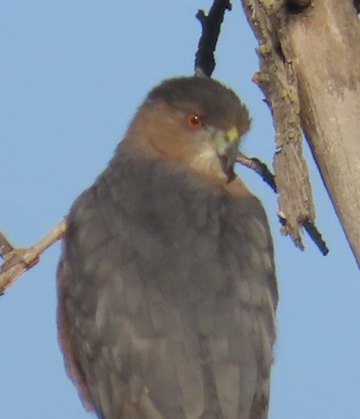 Cooper's Hawk - ML641389828