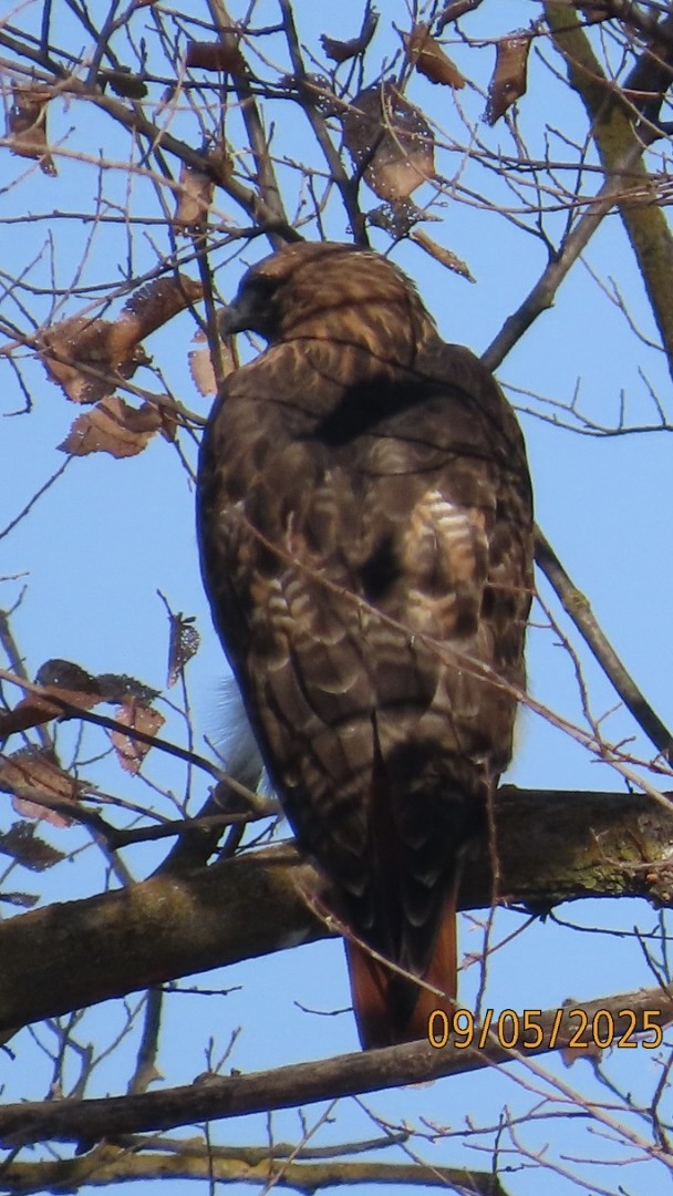 Red-tailed Hawk - ML641389830