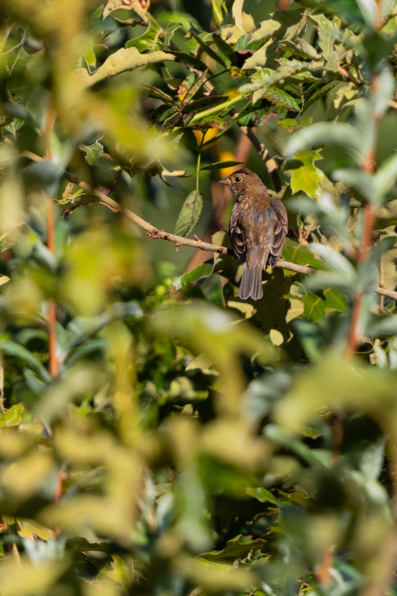 Indigo Bunting - ML641389832