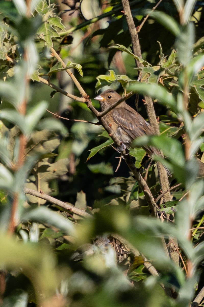Indigo Bunting - ML641389833