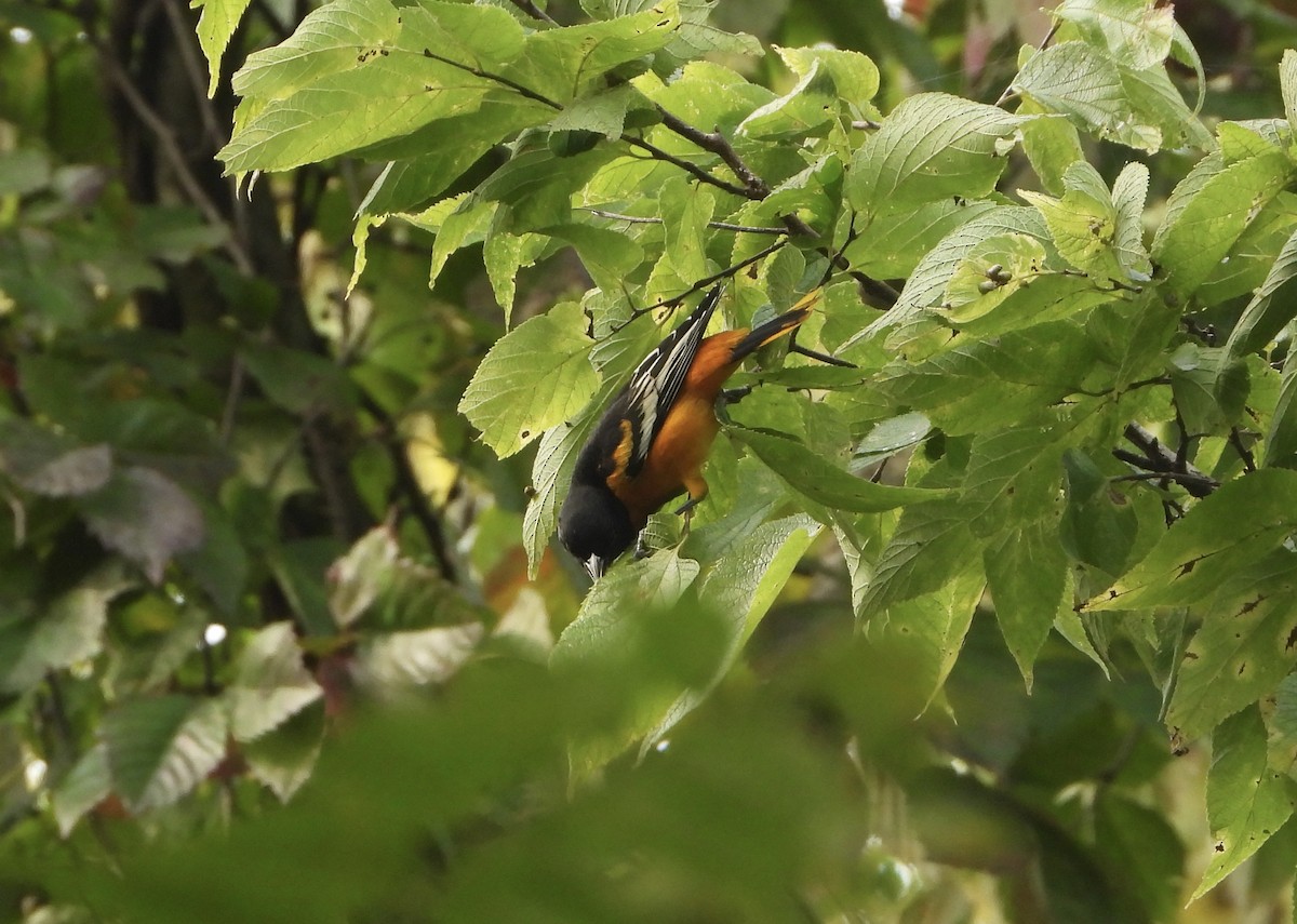 Baltimore Oriole - ML641389834