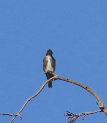 Olive-sided Flycatcher - ML641389838