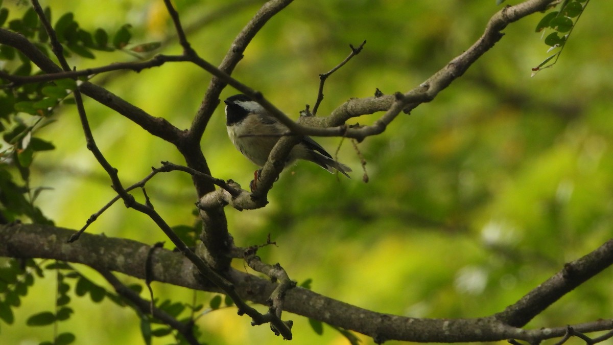 Carolina Chickadee - ML641389840