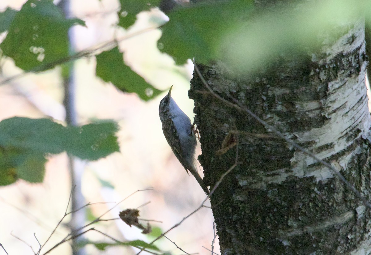 Eurasian Treecreeper - ML641389851