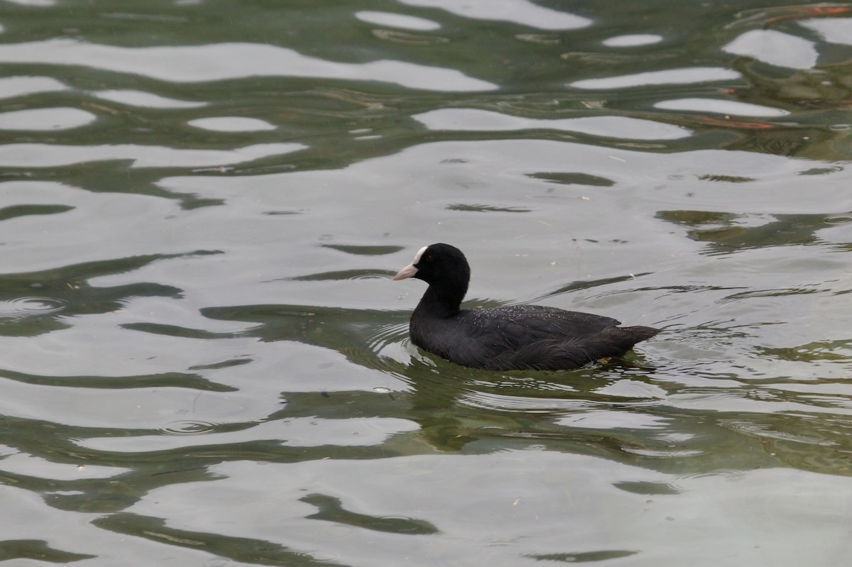 Eurasian Coot - ML641389866