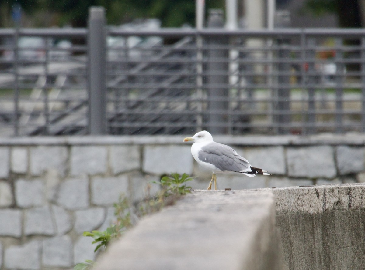 Yellow-legged Gull - ML641389870