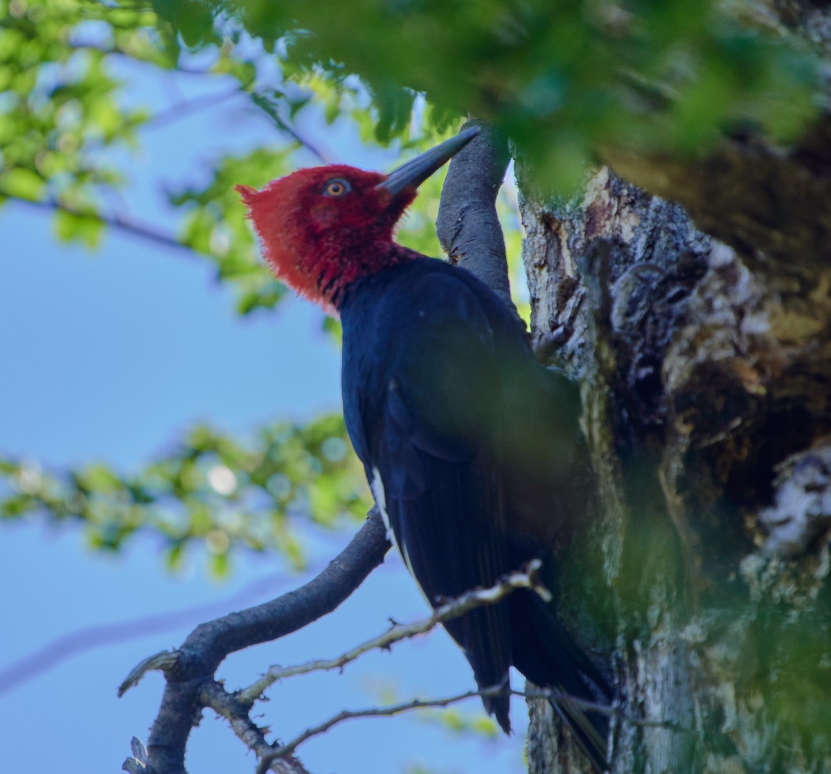 Magellanic Woodpecker - ML641389873