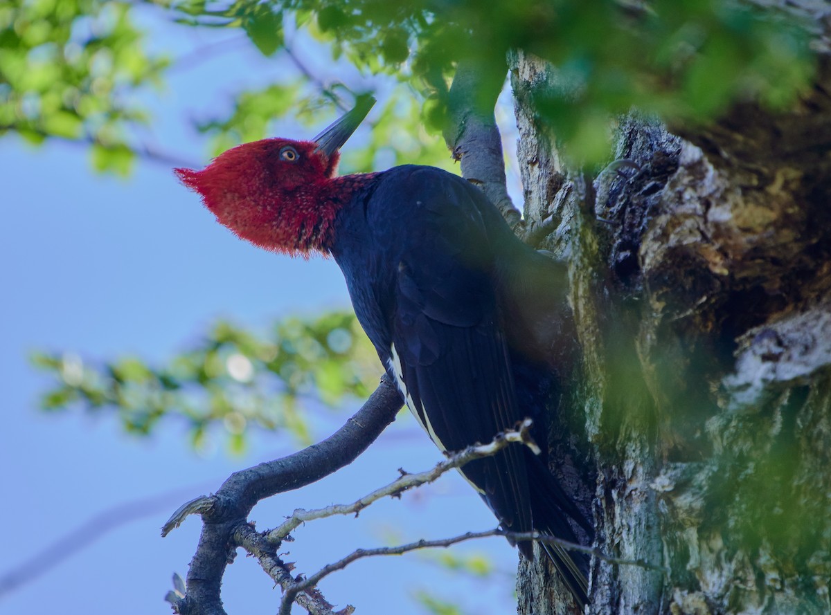Magellanic Woodpecker - ML641389874