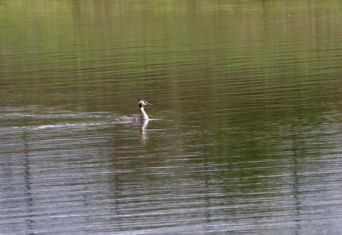 Great Crested Grebe - ML641389880