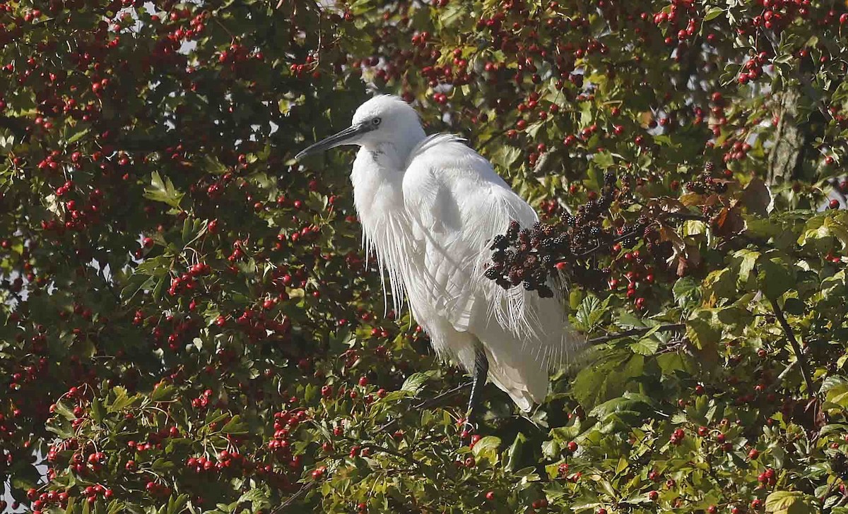 Little Egret (Western) - ML641389885