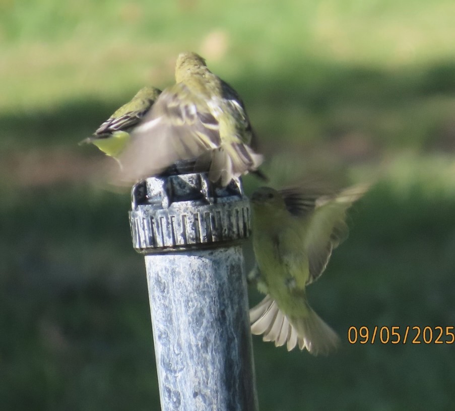 Lesser Goldfinch - ML641389886