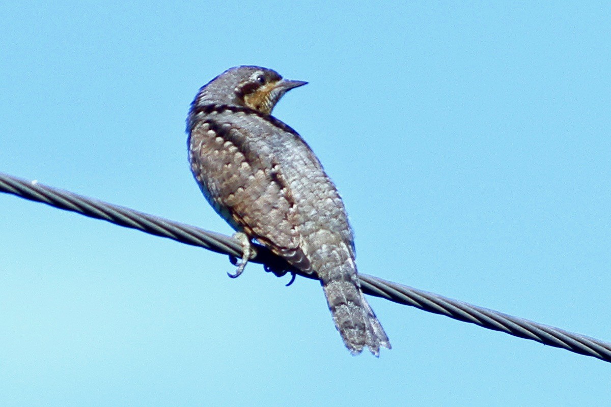 Torcicollo - ML641389889