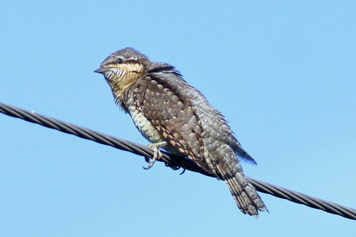 Torcicollo - ML641389891