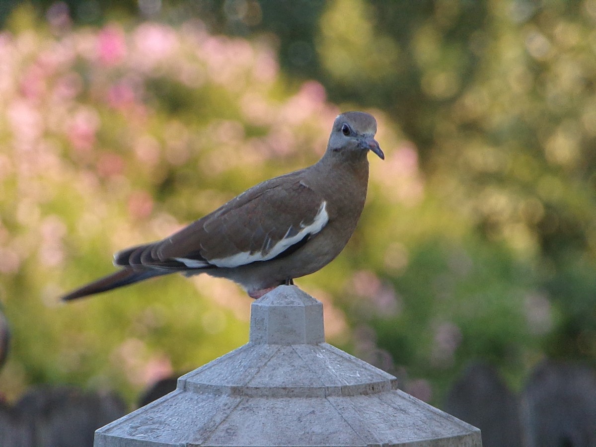 White-winged Dove - ML641389892