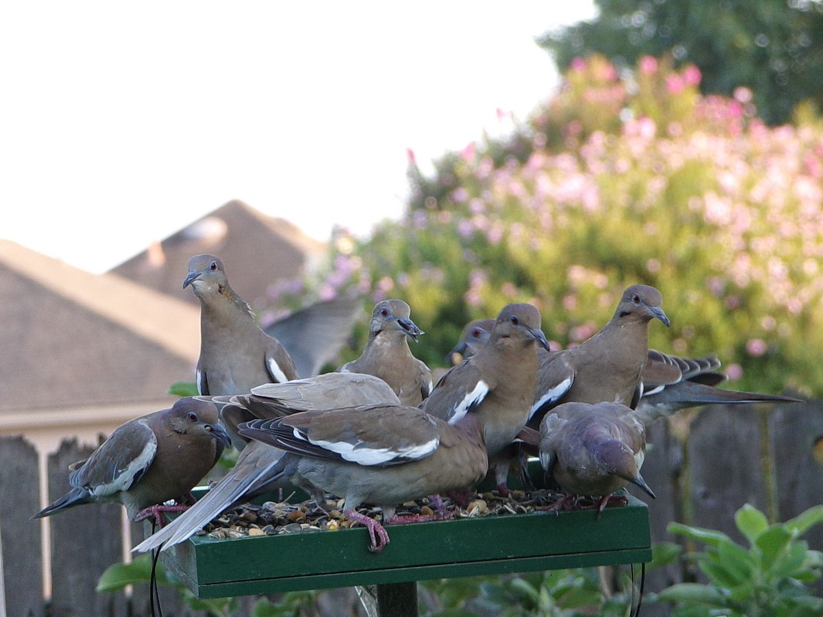 White-winged Dove - ML641389894