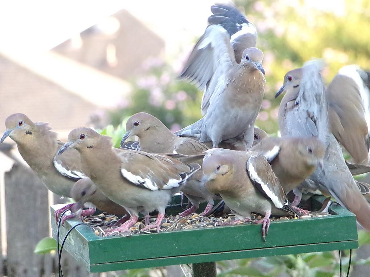 White-winged Dove - ML641389896
