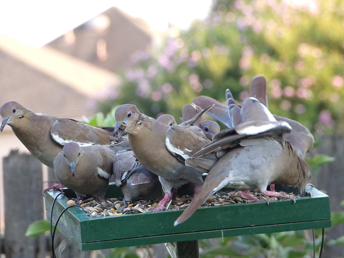 White-winged Dove - ML641389897