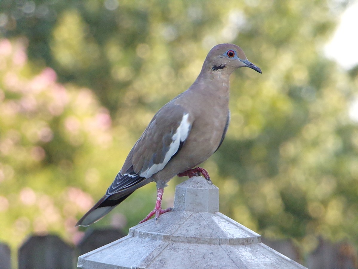 White-winged Dove - ML641389898