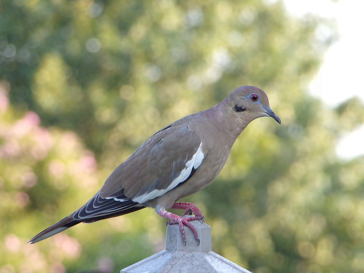 White-winged Dove - ML641389899