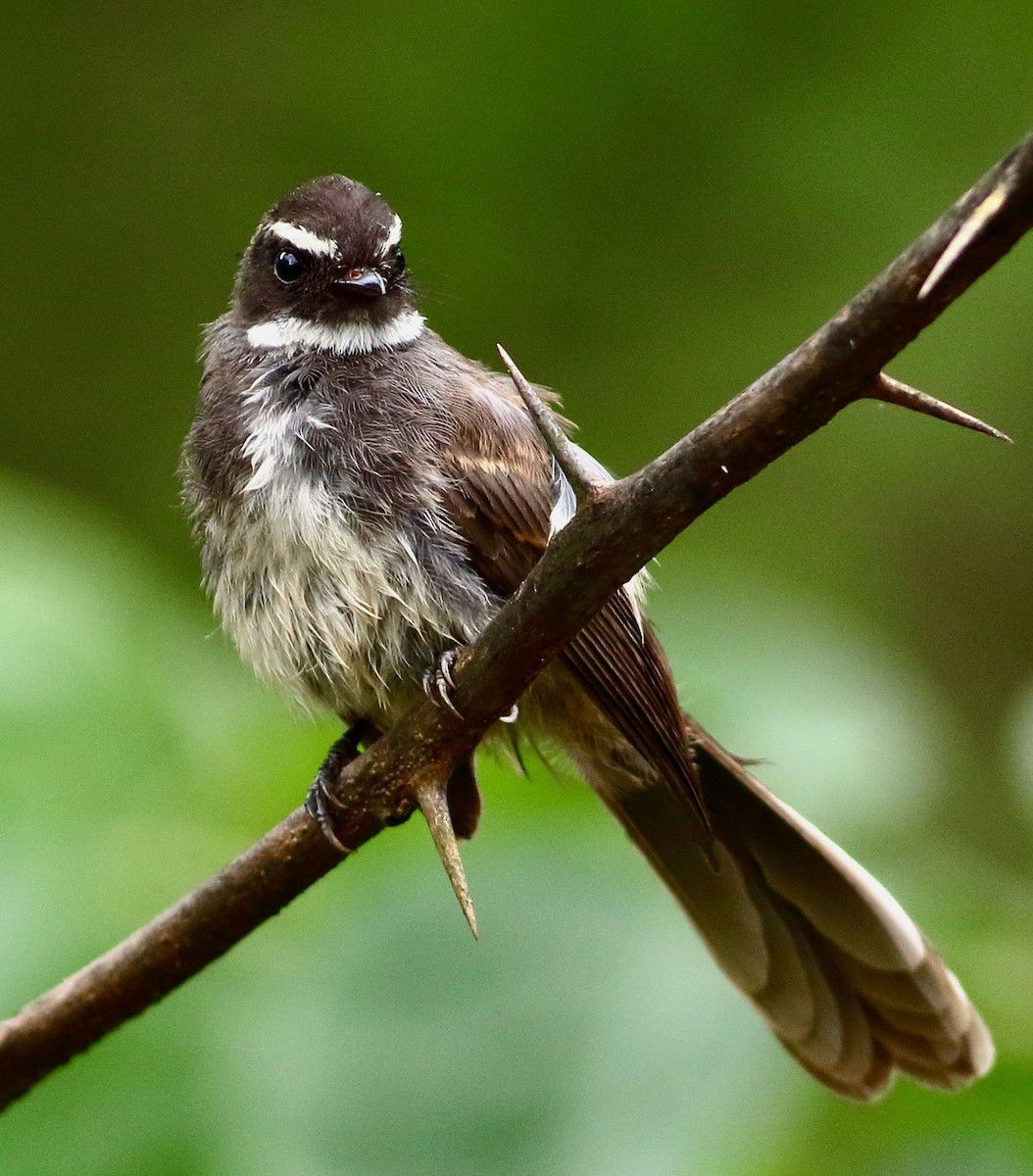 Spot-breasted Fantail - ML641389904