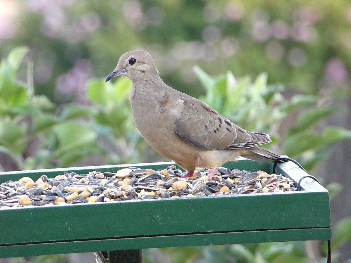 Mourning Dove - ML641389918