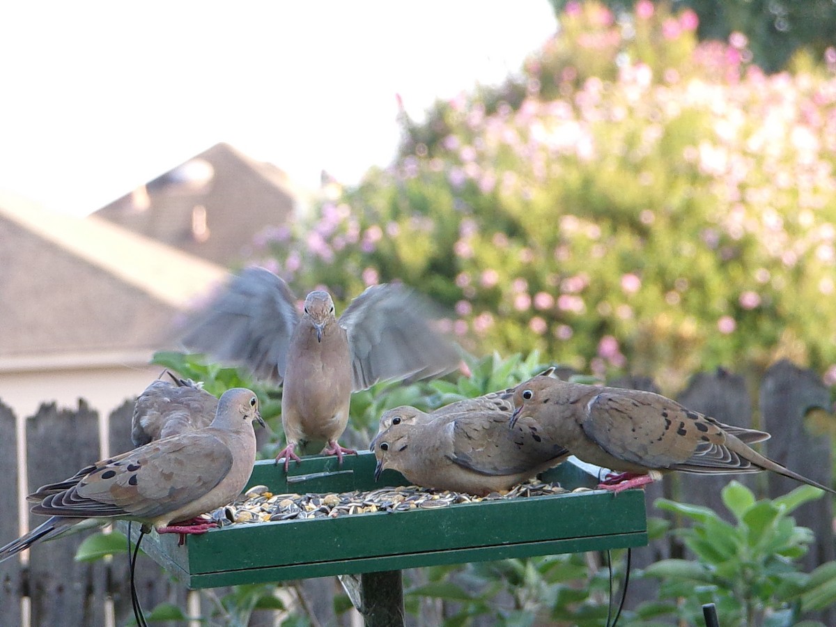 Mourning Dove - ML641389927