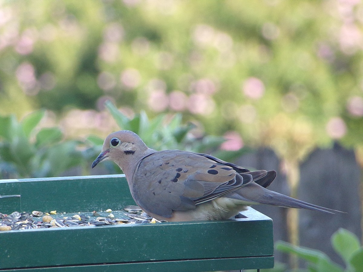 Mourning Dove - ML641389929
