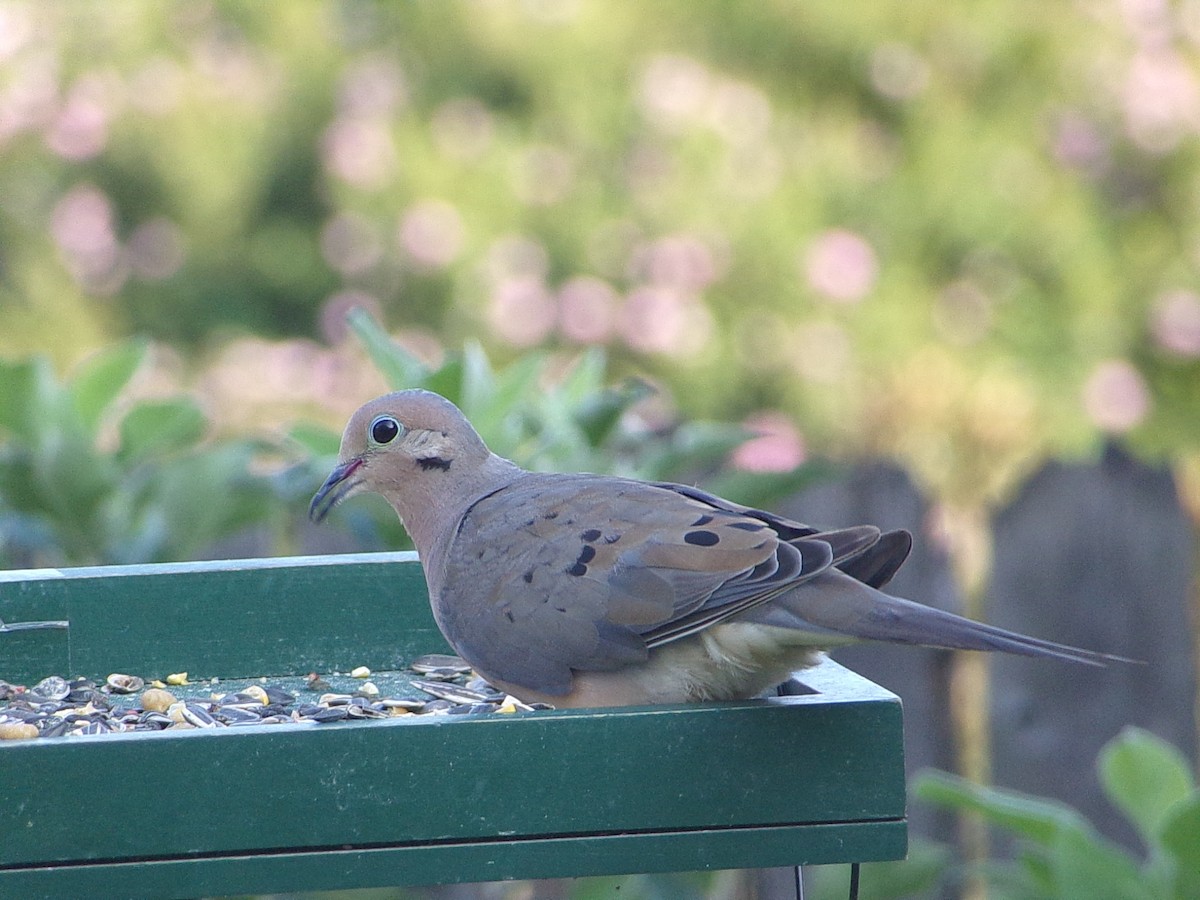 Mourning Dove - ML641389932