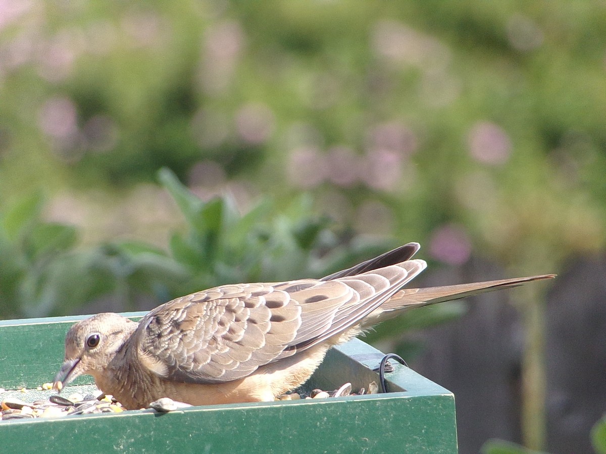Mourning Dove - ML641389935