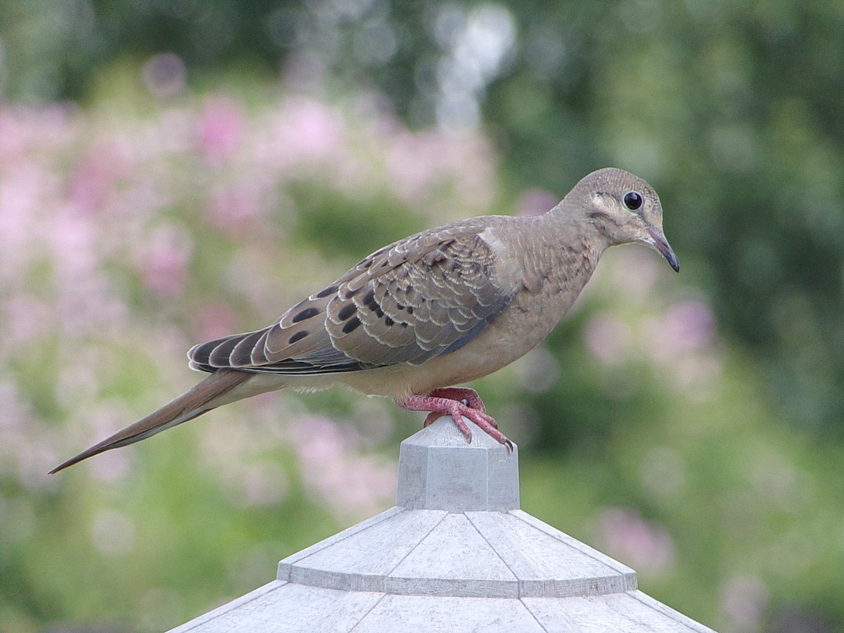 Mourning Dove - ML641389938