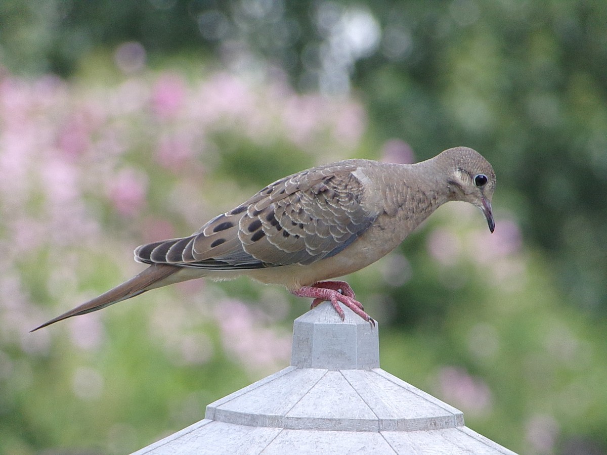 Mourning Dove - ML641389939
