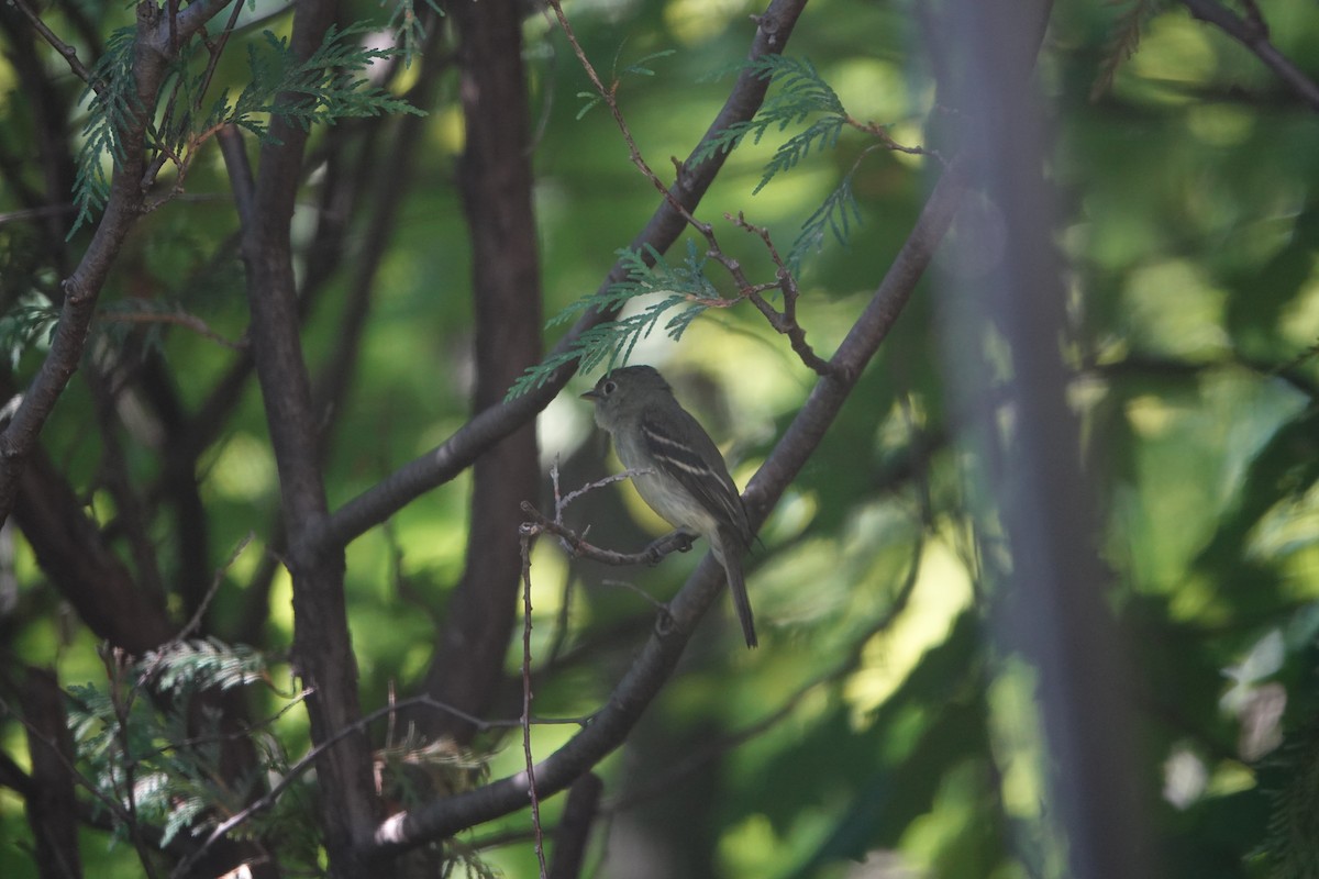 Least Flycatcher - ML641389943