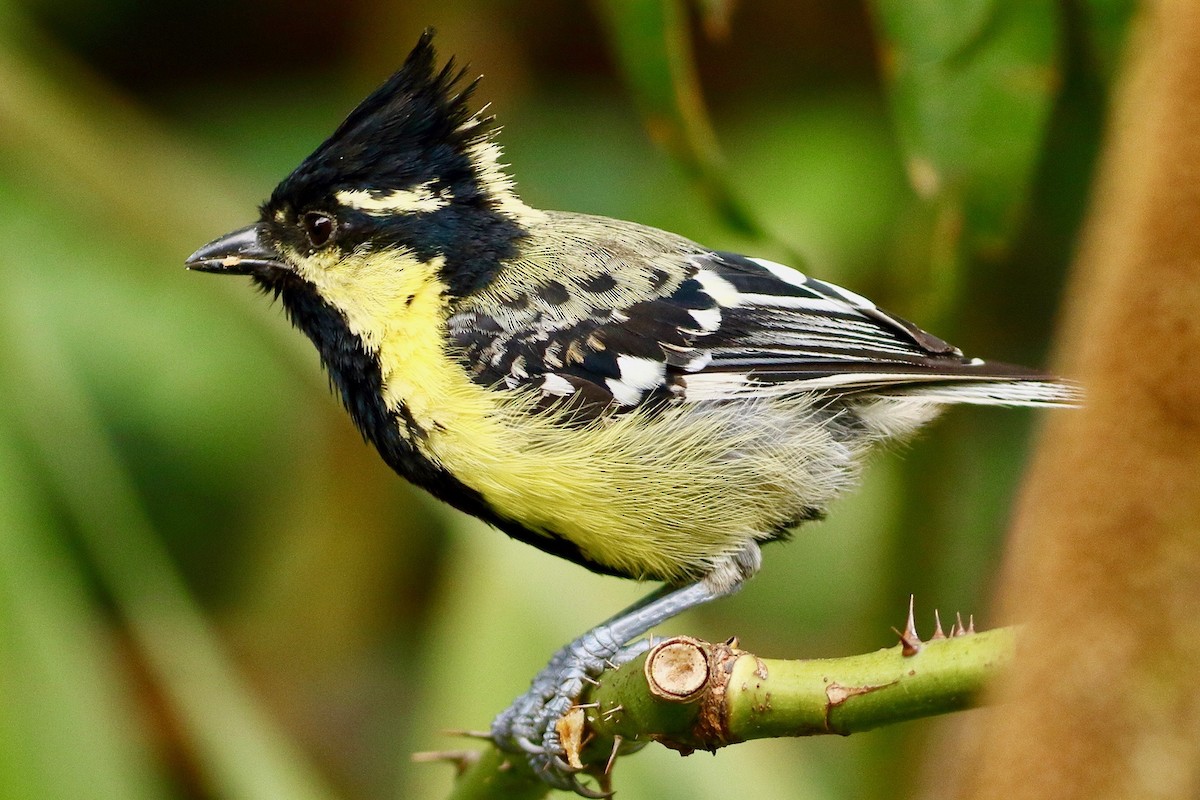 Indian Yellow Tit - ML641389944