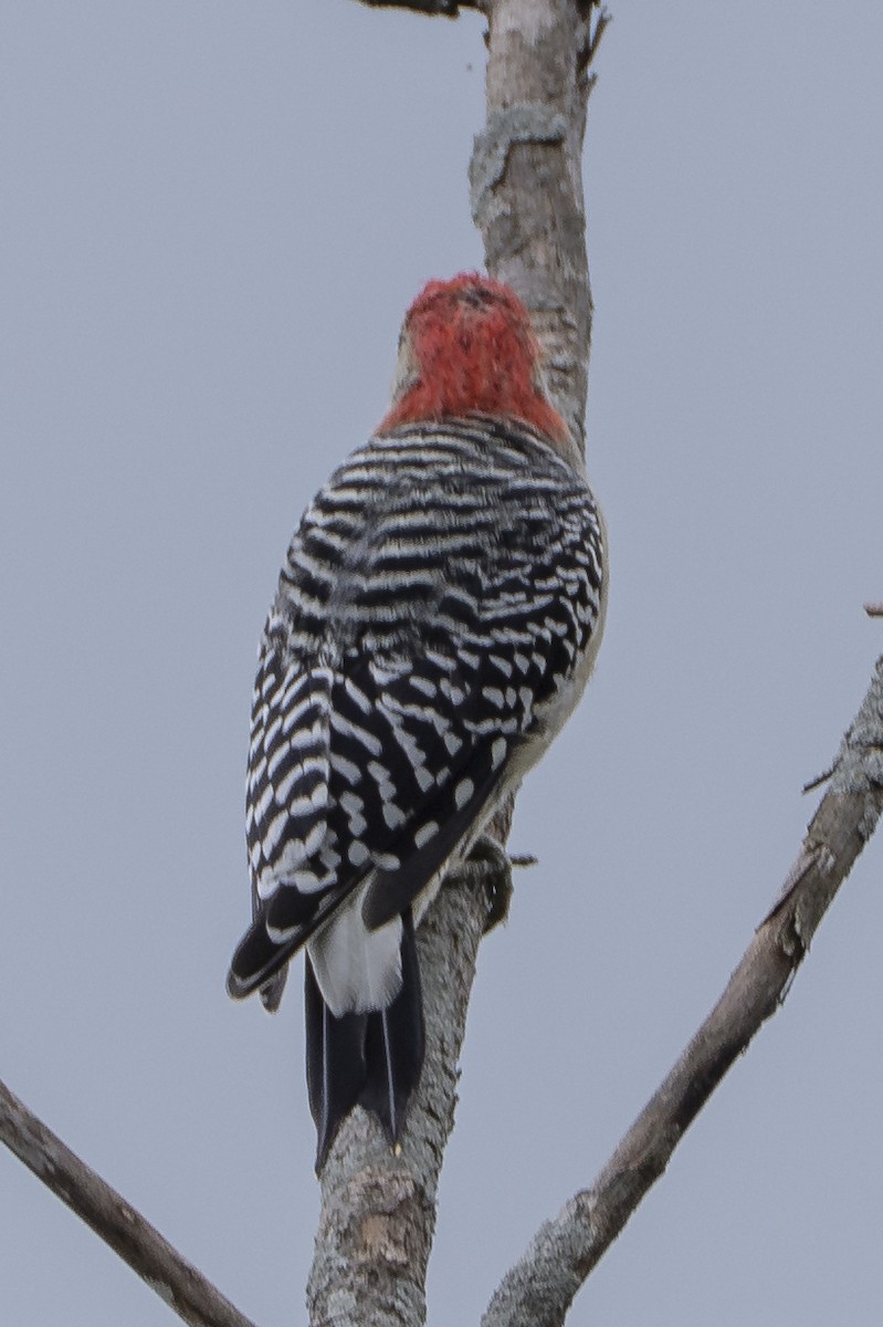 Red-bellied Woodpecker - ML641389947