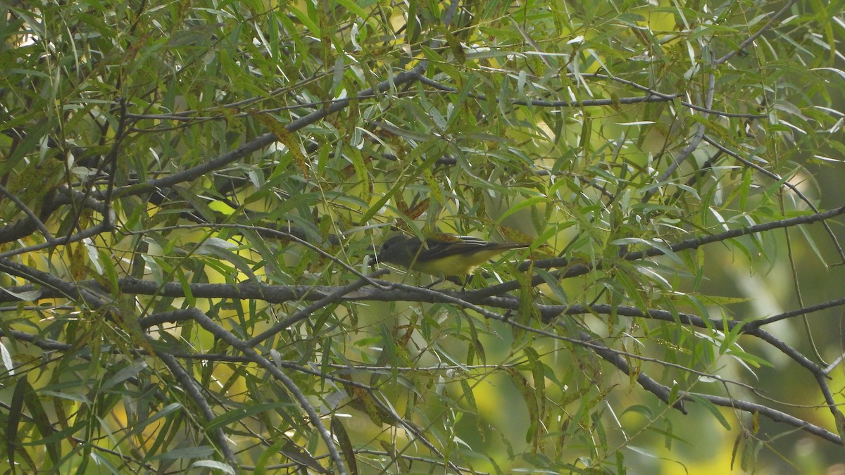 Great Crested Flycatcher - ML641389951