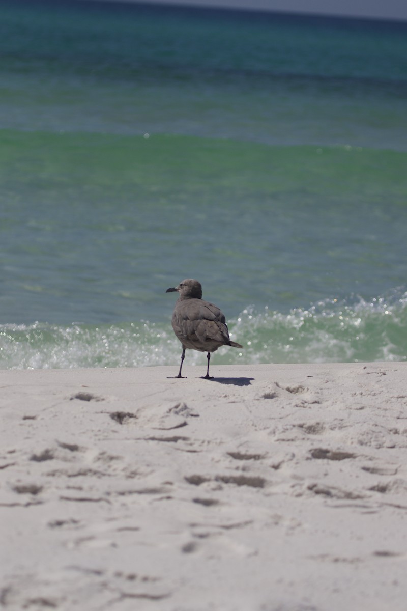 Gray Gull - ML641389956