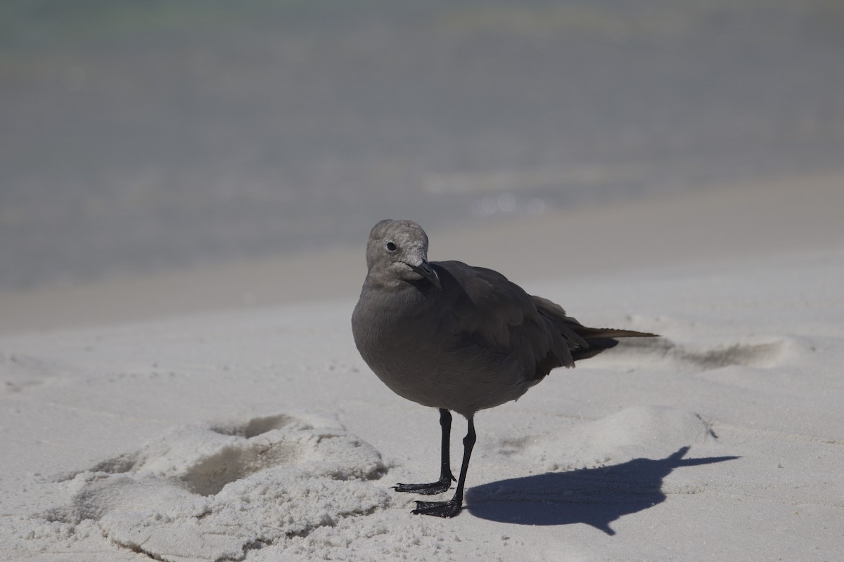 Gray Gull - ML641389957