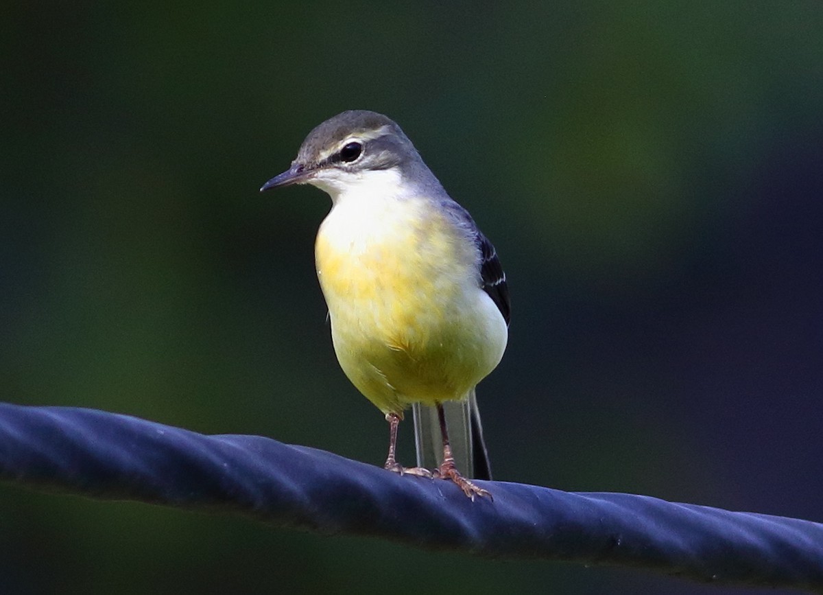 Gray Wagtail - ML641389970