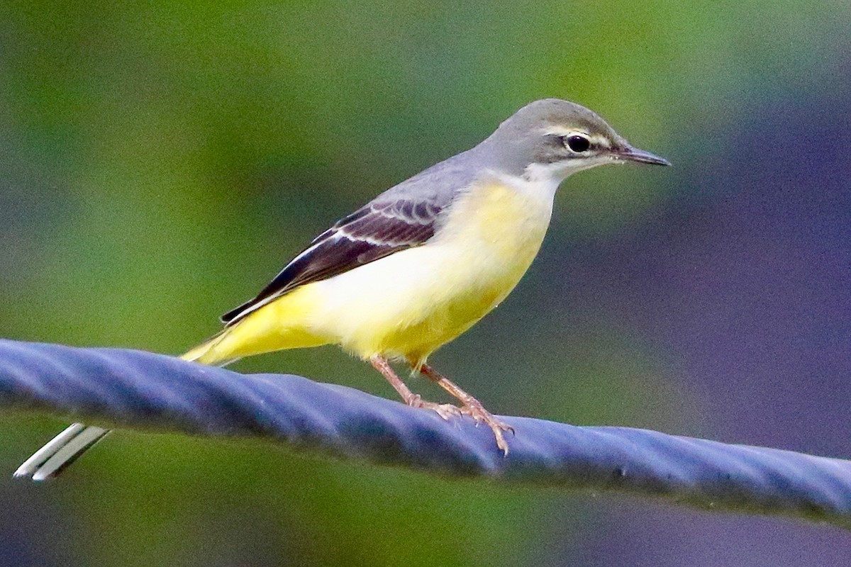 Gray Wagtail - ML641389971