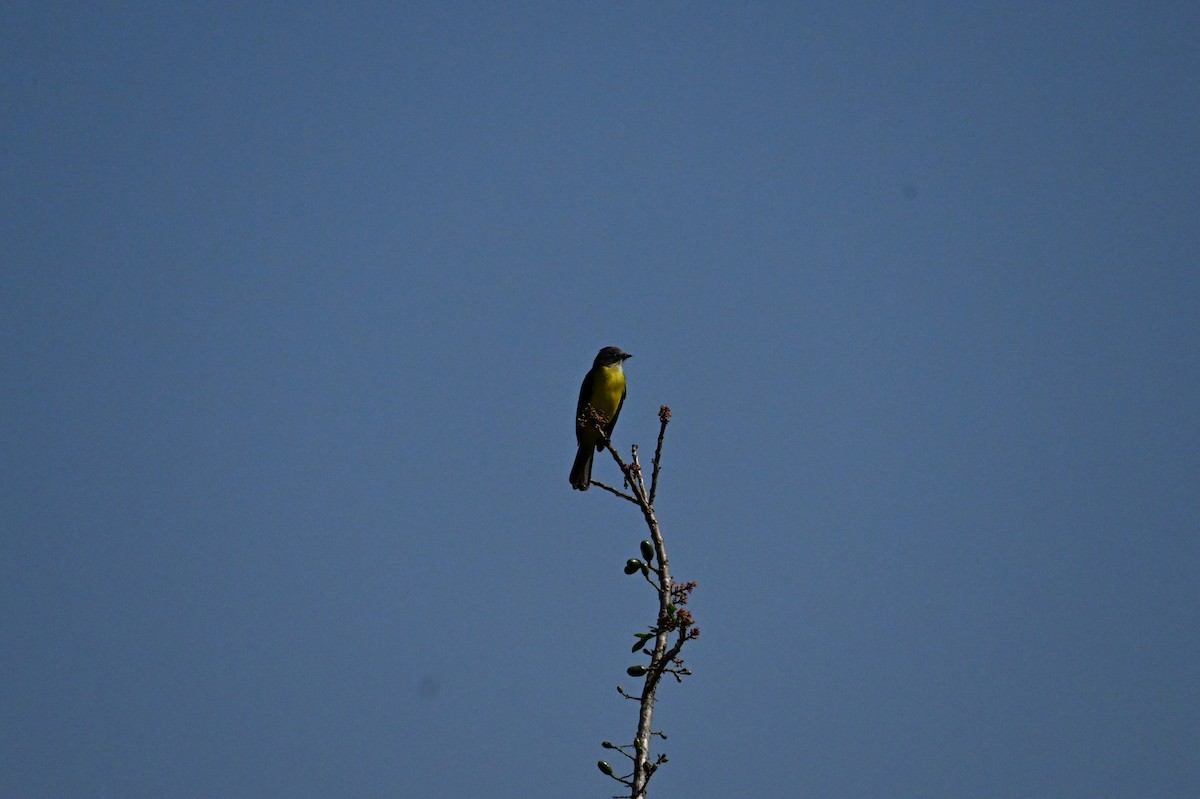 Dusky-chested Flycatcher - ML641389978