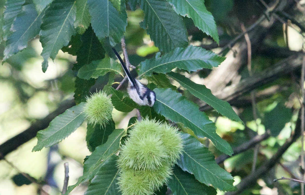 Long-tailed Tit - ML641389999