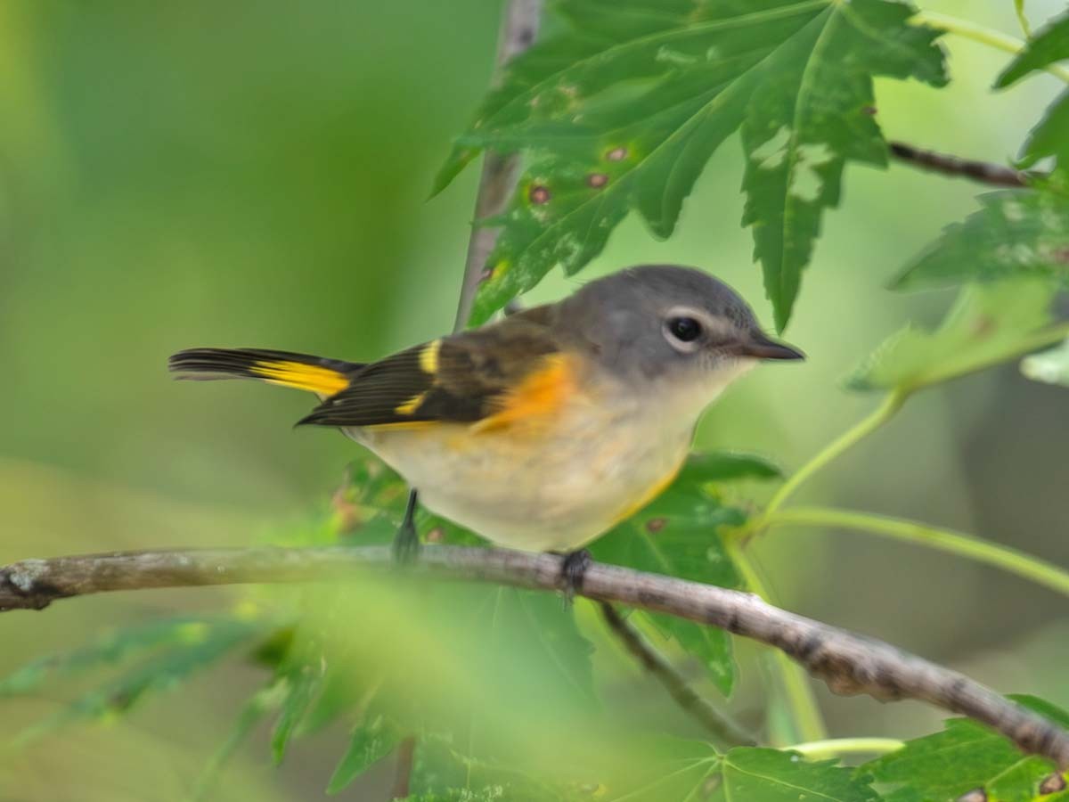 American Redstart - ML641390025