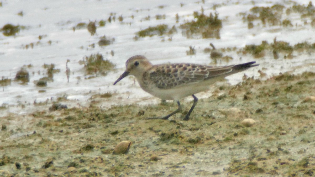 jespák dlouhokřídlý - ML641390047