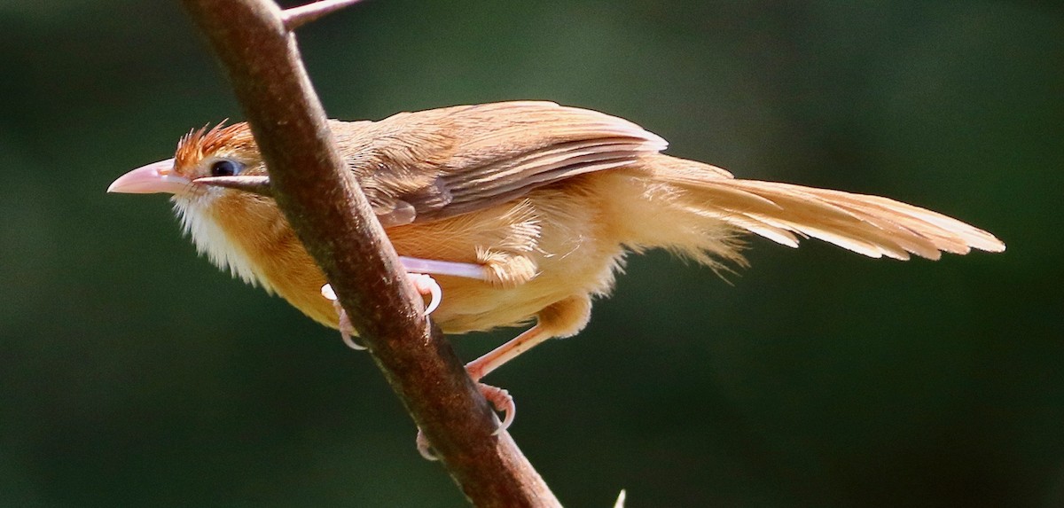Tawny-bellied Babbler - ML641390106