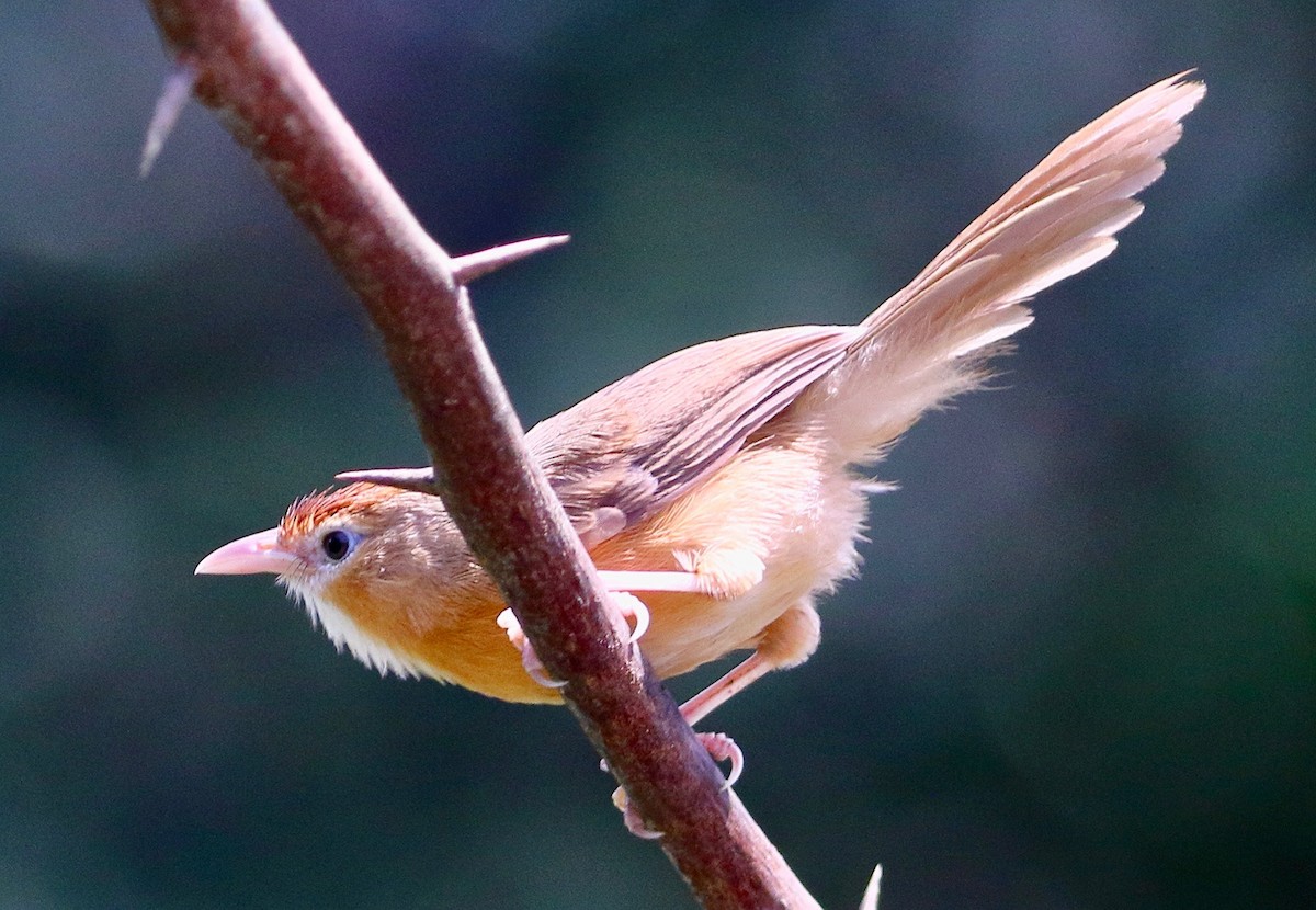 Tawny-bellied Babbler - ML641390107