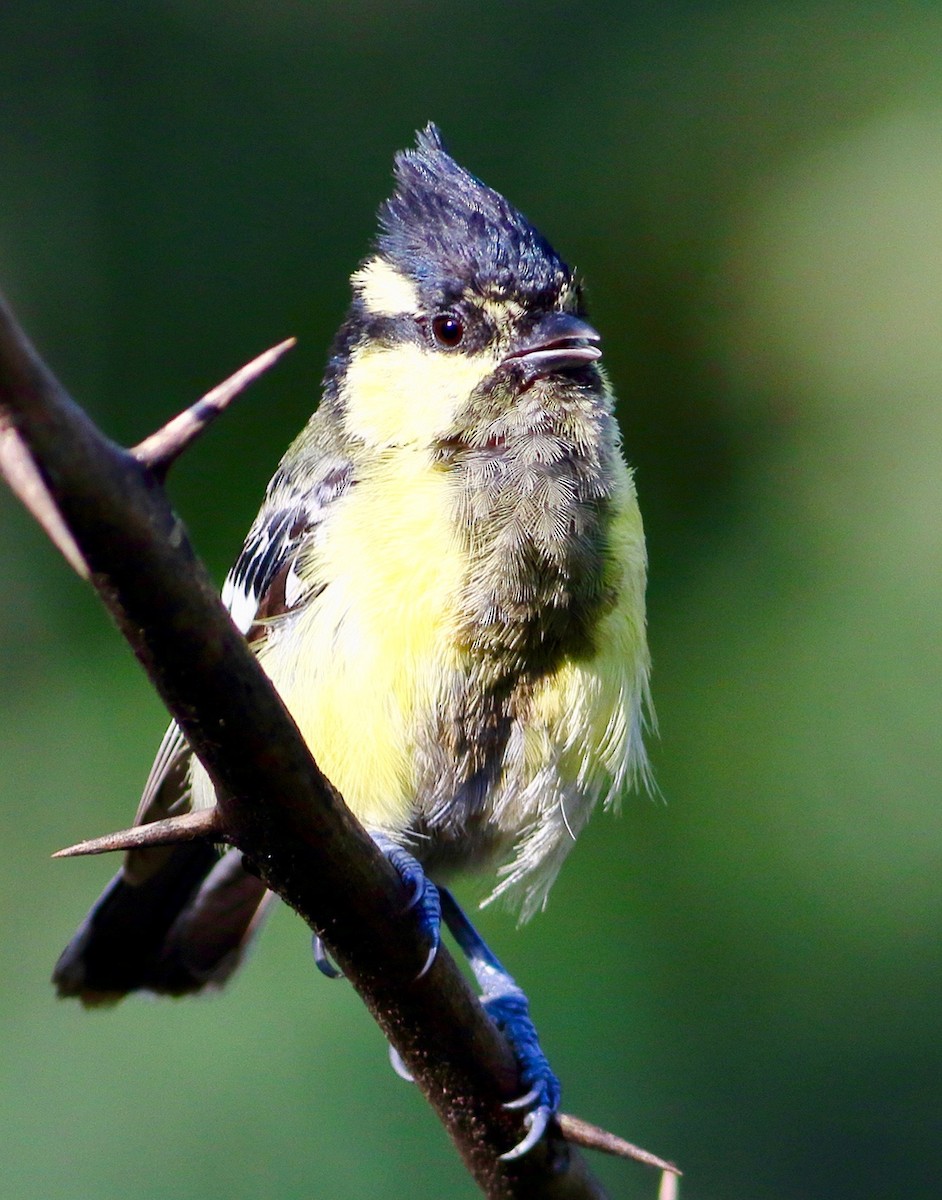 Indian Yellow Tit - ML641390130