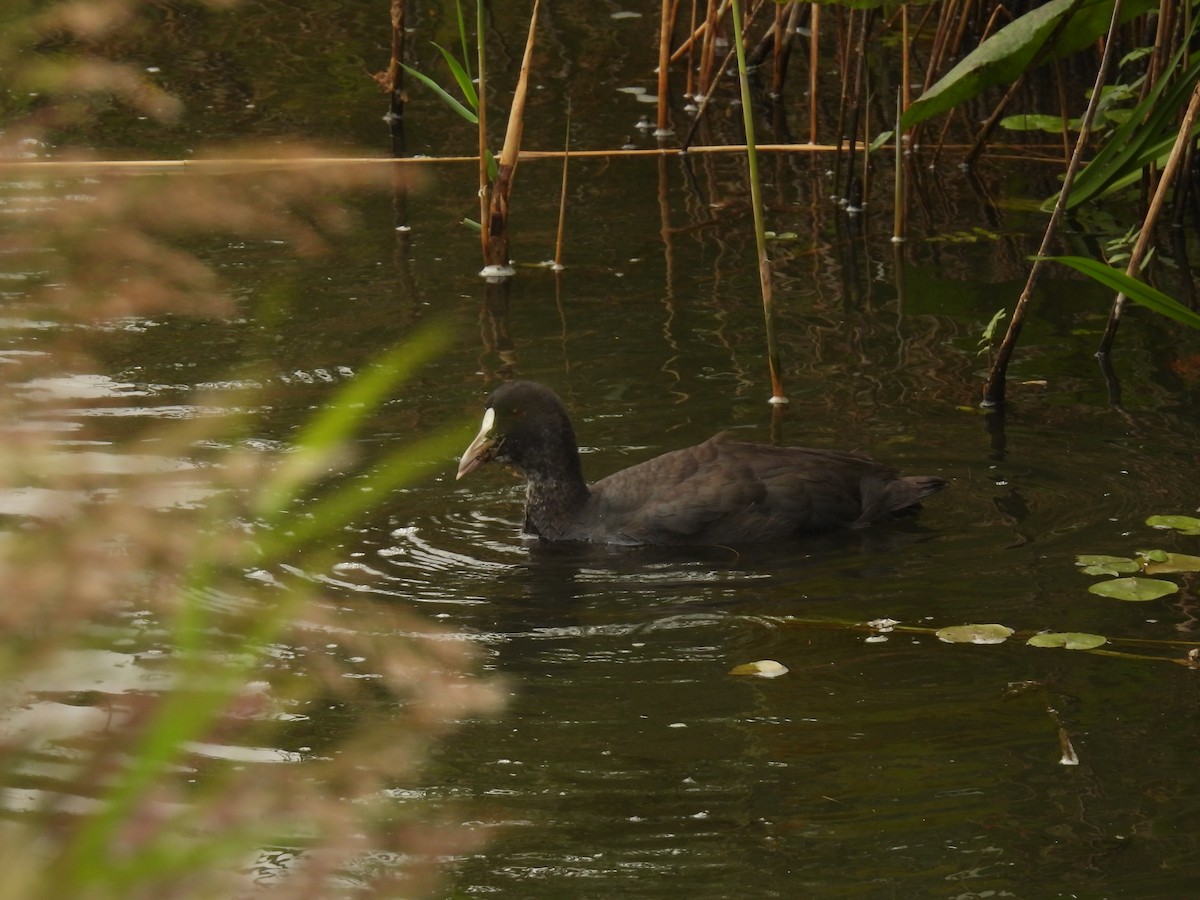 Eurasian Coot - ML641390157