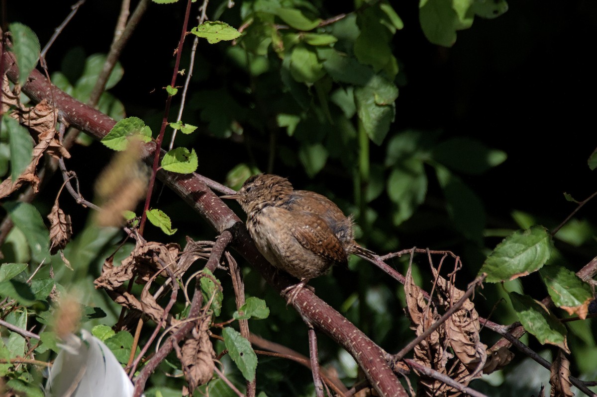 Eurasian Wren - ML641390160