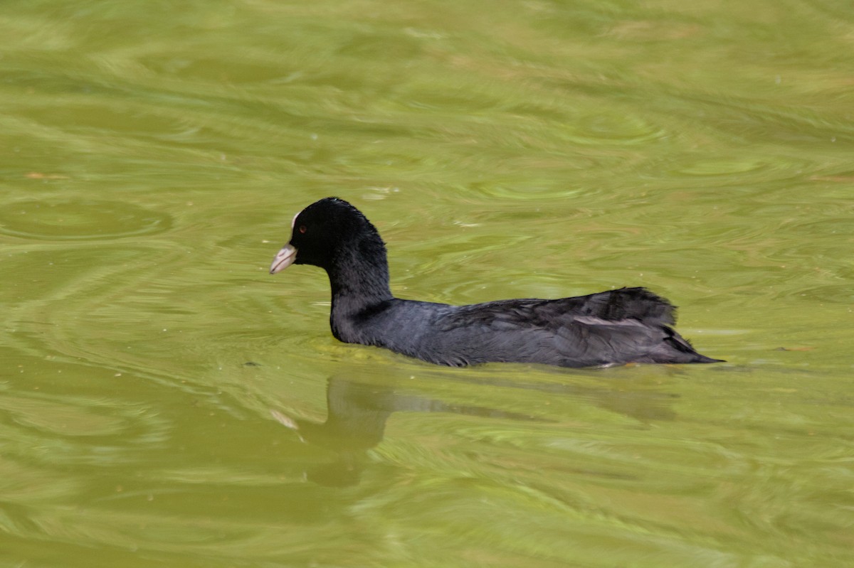 Eurasian Coot - ML641390164