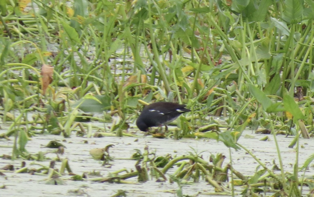 Common Gallinule - ML641390175